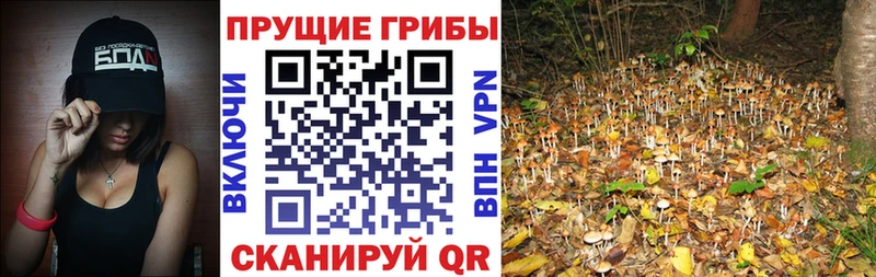Галлюциногенные грибы ЛСД  закладки  Белгород 